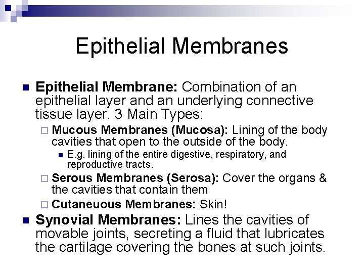 Epithelial Membranes n Epithelial Membrane: Combination of an epithelial layer and an underlying connective