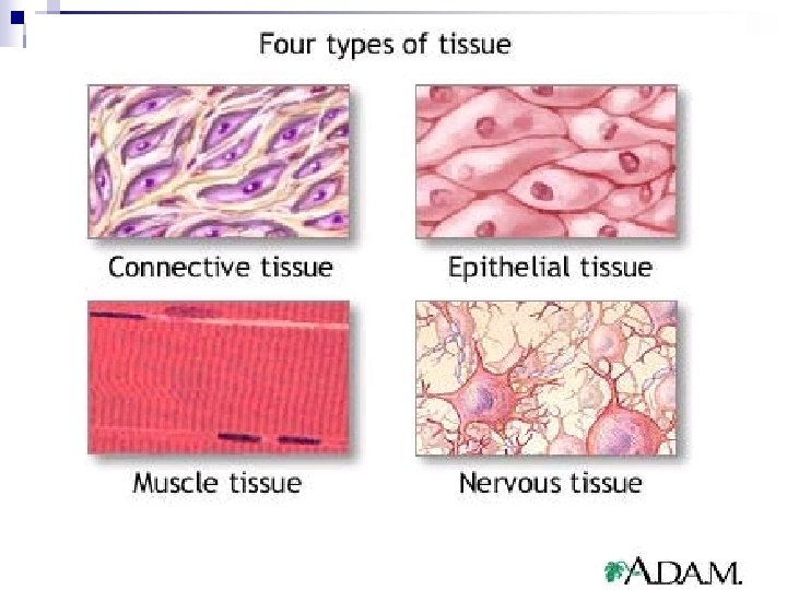 Human Tissue Histology Part 1 Organization of the