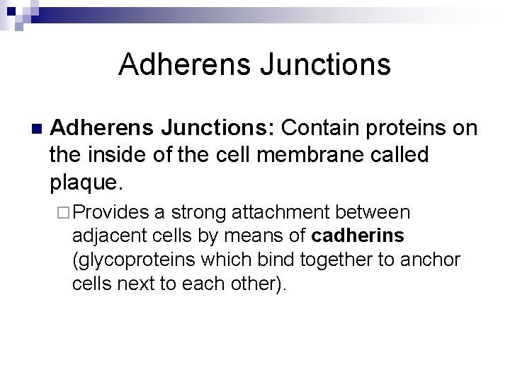 Adherens Junctions n Adherens Junctions: Contain proteins on the inside of the cell membrane