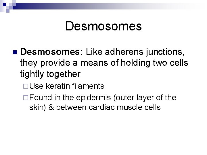 Desmosomes n Desmosomes: Like adherens junctions, they provide a means of holding two cells