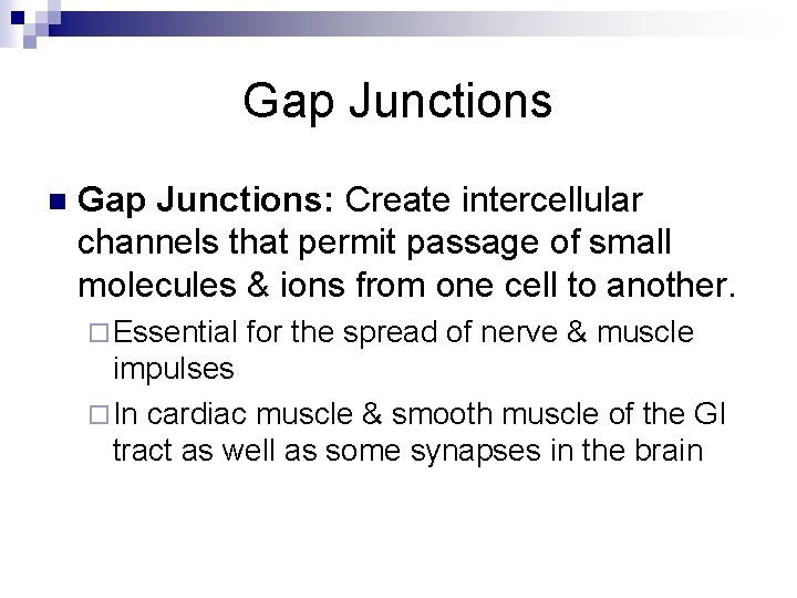 Gap Junctions n Gap Junctions: Create intercellular channels that permit passage of small molecules