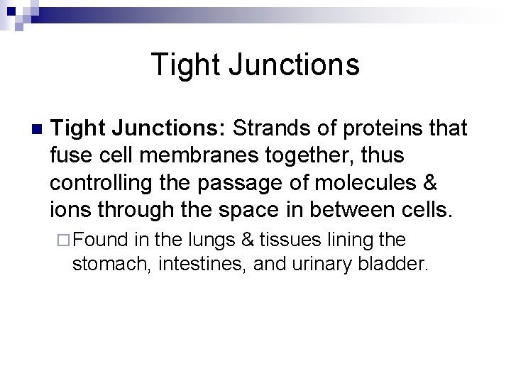 Tight Junctions n Tight Junctions: Strands of proteins that fuse cell membranes together, thus