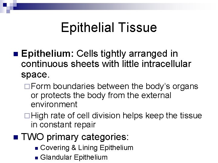 Epithelial Tissue n Epithelium: Cells tightly arranged in continuous sheets with little intracellular space.