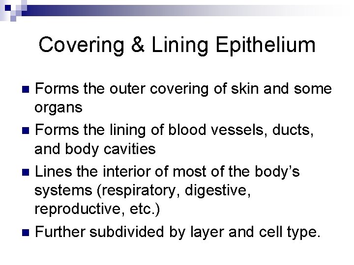 Covering & Lining Epithelium Forms the outer covering of skin and some organs n