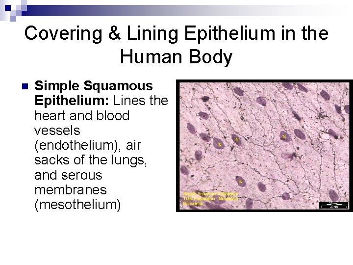 Covering & Lining Epithelium in the Human Body n Simple Squamous Epithelium: Lines the
