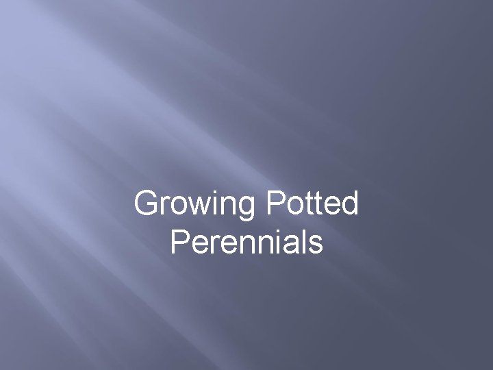Growing Potted Perennials 