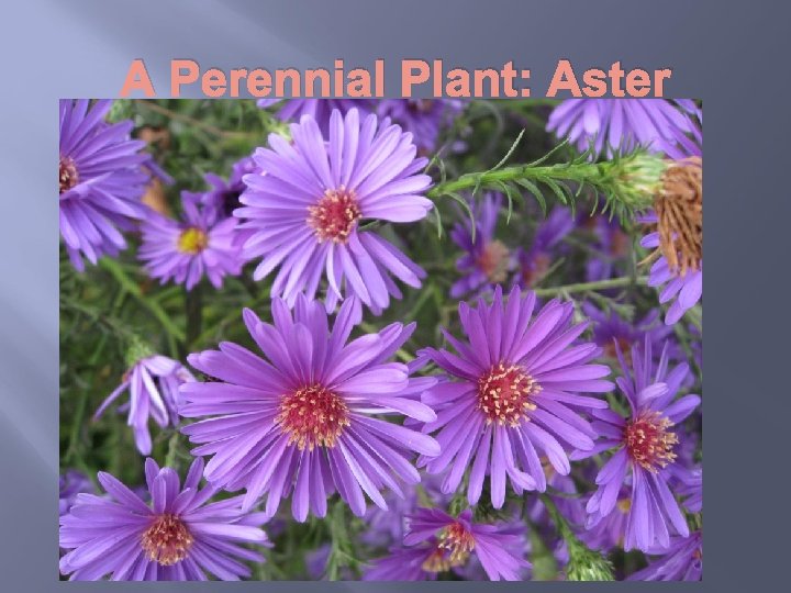 A Perennial Plant: Aster 