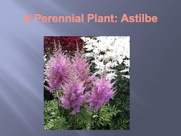 A Perennial Plant: Astilbe 