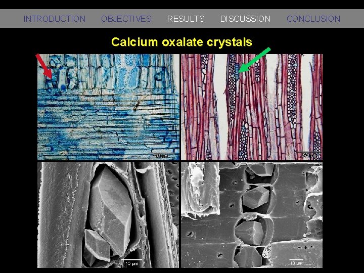 INTRODUCTION OBJECTIVES RESULTS DISCUSSION Calcium oxalate crystals CONCLUSION 