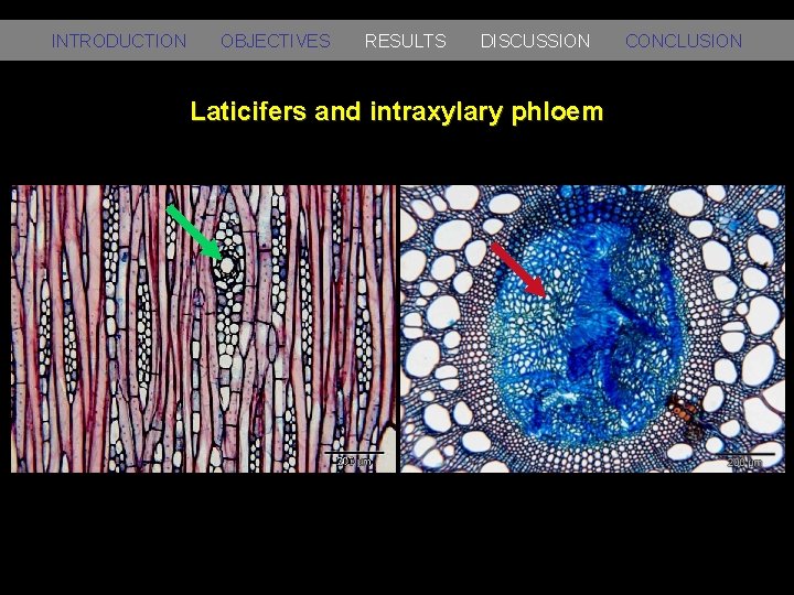 INTRODUCTION OBJECTIVES RESULTS DISCUSSION Laticifers and intraxylary phloem CONCLUSION 