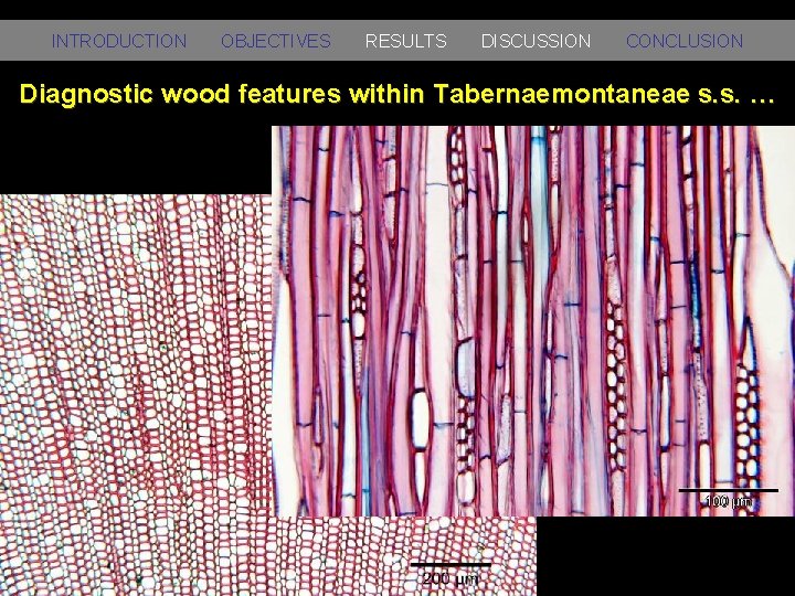 INTRODUCTION OBJECTIVES RESULTS DISCUSSION CONCLUSION Diagnostic wood features within Tabernaemontaneae s. s. … 
