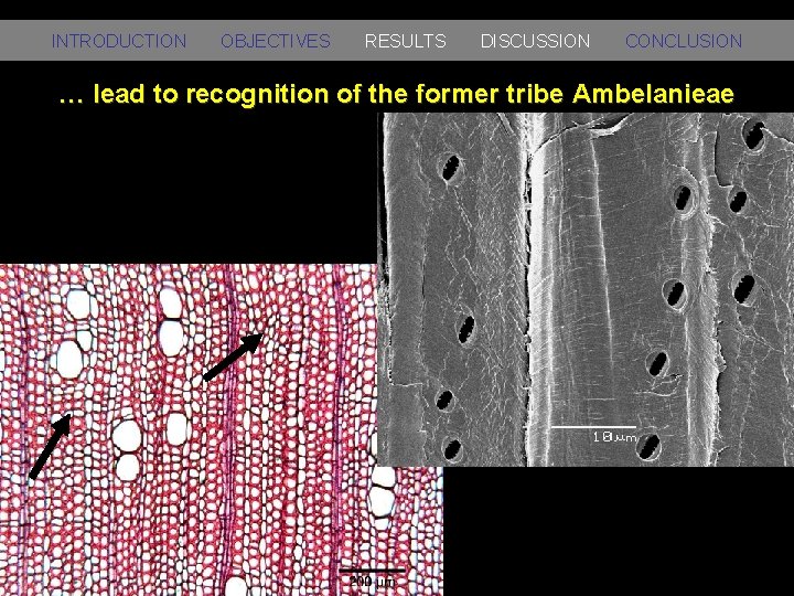 INTRODUCTION OBJECTIVES RESULTS DISCUSSION CONCLUSION … lead to recognition of the former tribe Ambelanieae