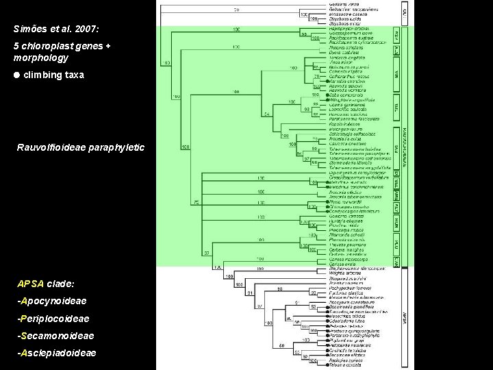 Simões et al. 2007: 5 chloroplast genes + morphology climbing taxa Rauvolfioideae paraphyletic APSA