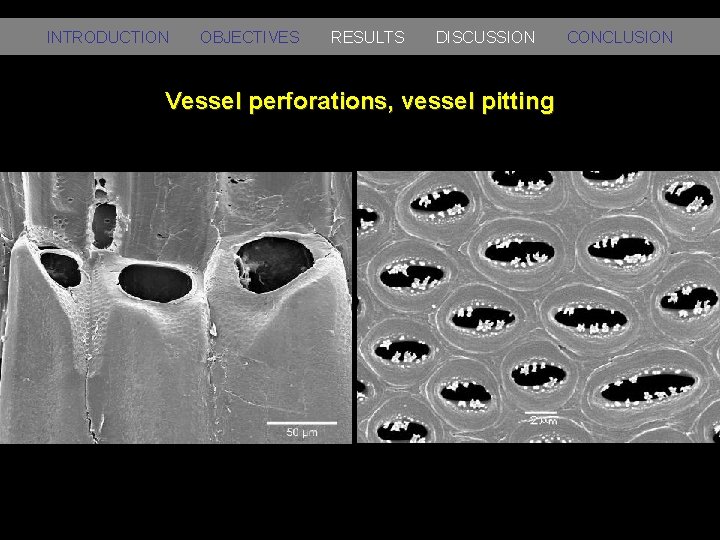 INTRODUCTION OBJECTIVES RESULTS DISCUSSION Vessel perforations, vessel pitting CONCLUSION 