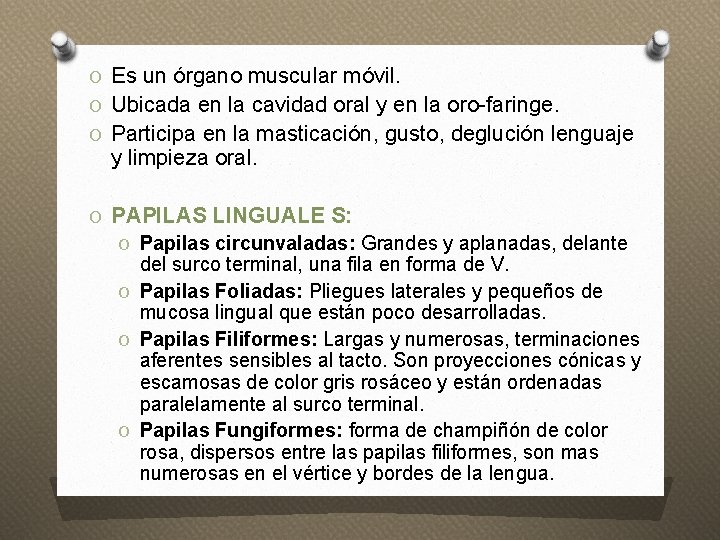 O Es un órgano muscular móvil. O Ubicada en la cavidad oral y en