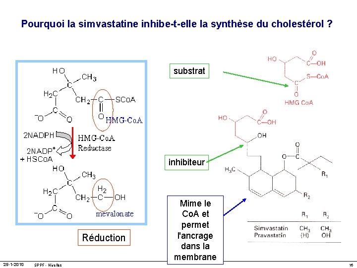 Pourquoi la simvastatine inhibe-t-elle la synthèse du cholestérol ? substrat inhibiteur Réduction 25 -1