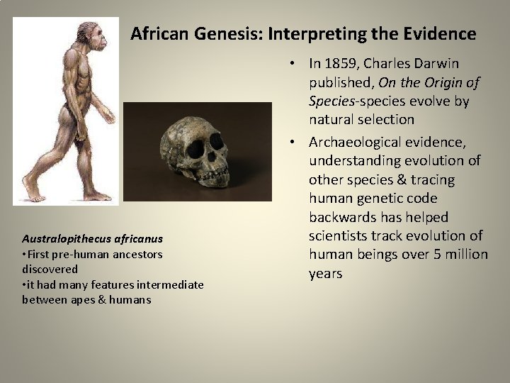 African Genesis: Interpreting the Evidence Australopithecus africanus • First pre-human ancestors discovered • it