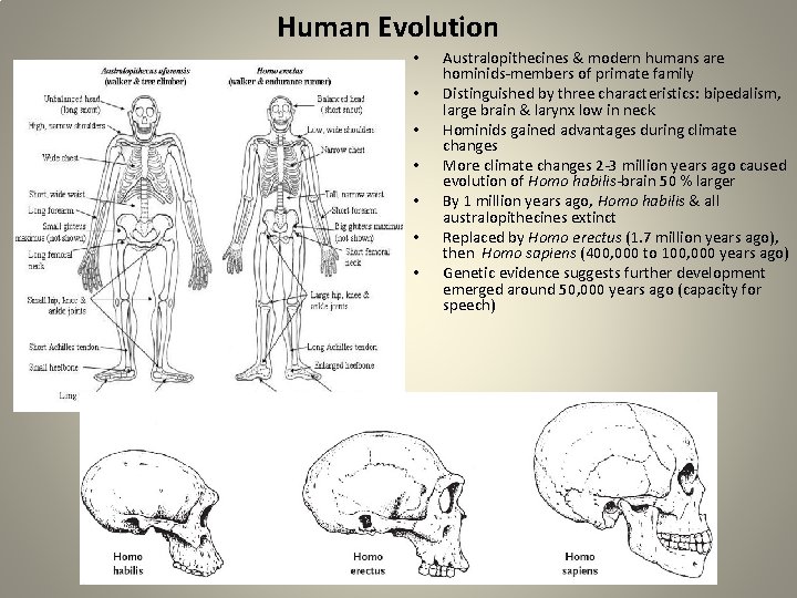 Human Evolution • • Australopithecines & modern humans are hominids-members of primate family Distinguished