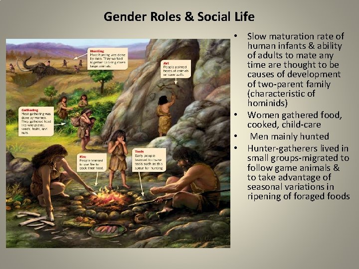 Gender Roles & Social Life • Slow maturation rate of human infants & ability