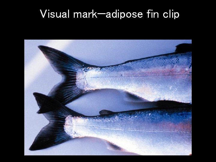 Visual mark—adipose fin clip 