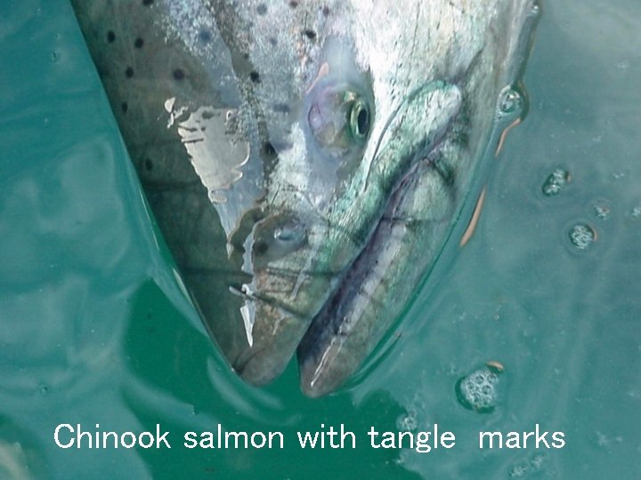 Chinook salmon with tangle marks 