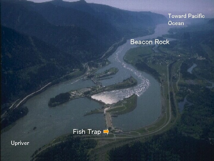 Toward Pacific Ocean Beacon Rock Fish Trap Upriver 