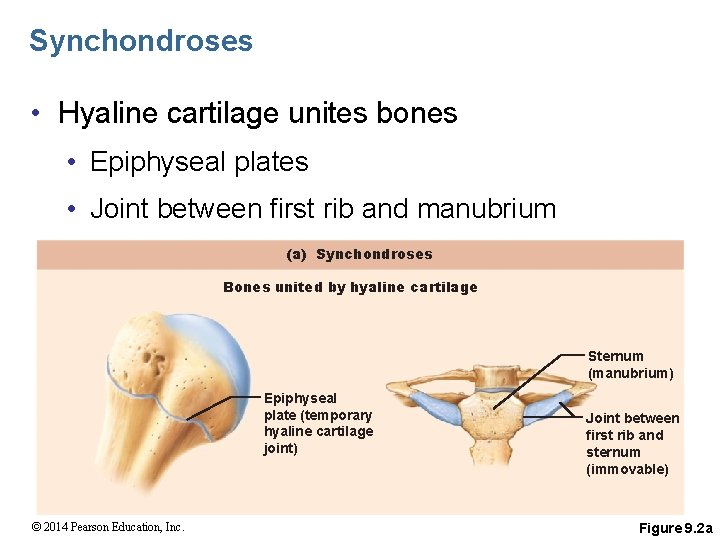 Synchondroses • Hyaline cartilage unites bones • Epiphyseal plates • Joint between first rib