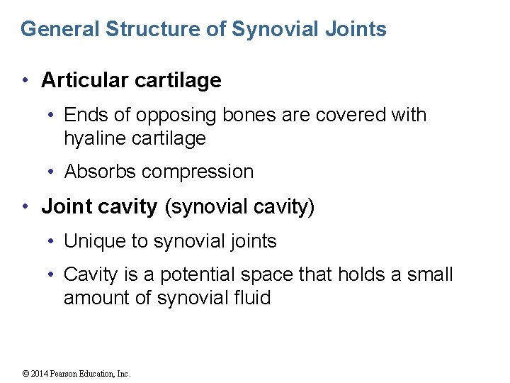 General Structure of Synovial Joints • Articular cartilage • Ends of opposing bones are