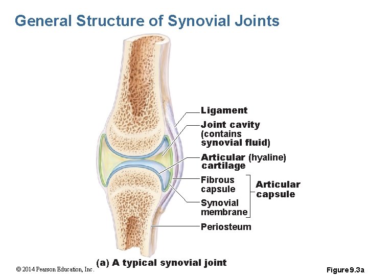 General Structure of Synovial Joints Ligament Joint cavity (contains synovial fluid) Articular (hyaline) cartilage