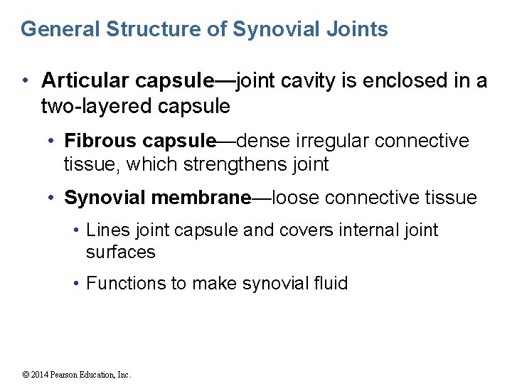 General Structure of Synovial Joints • Articular capsule—joint cavity is enclosed in a two-layered
