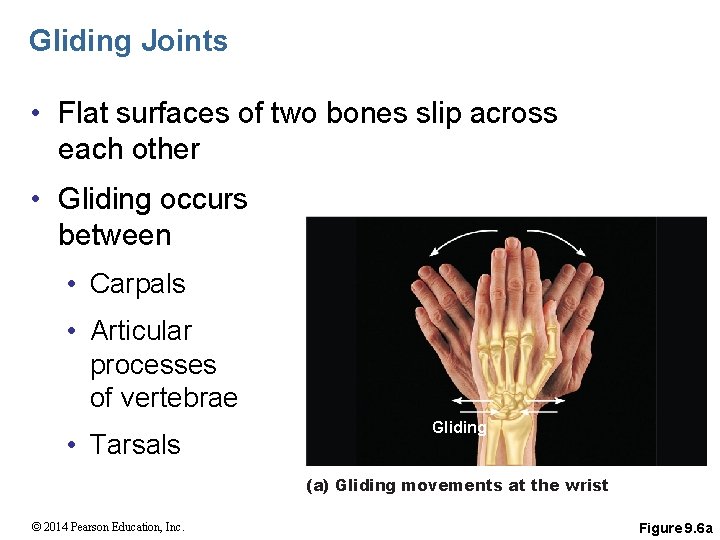 Gliding Joints • Flat surfaces of two bones slip across each other • Gliding