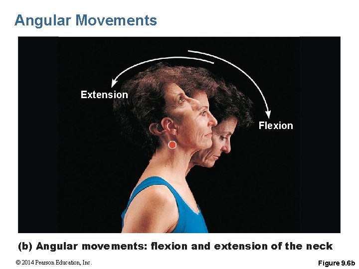 Angular Movements Extension Flexion (b) Angular movements: flexion and extension of the neck ©