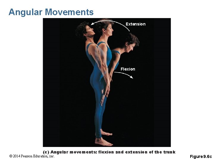 Angular Movements Extension Flexion (c) Angular movements: flexion and extension of the trunk ©