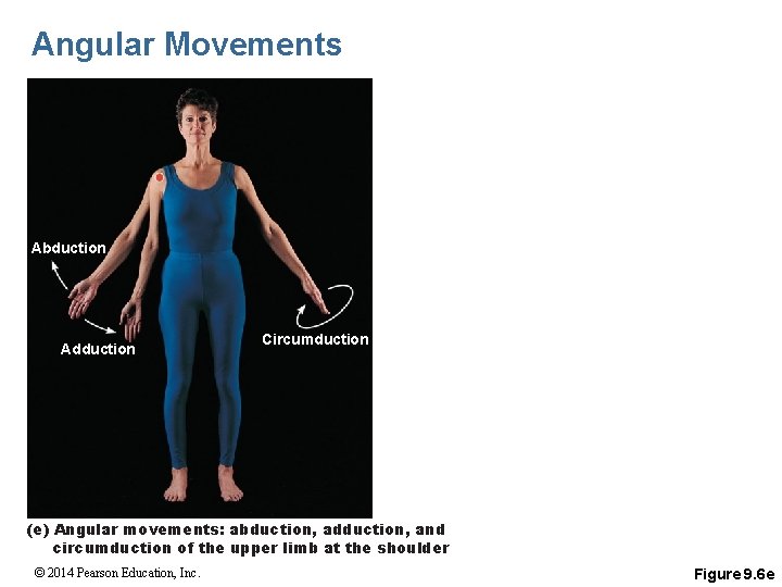 Angular Movements Abduction Adduction Circumduction (e) Angular movements: abduction, adduction, and circumduction of the