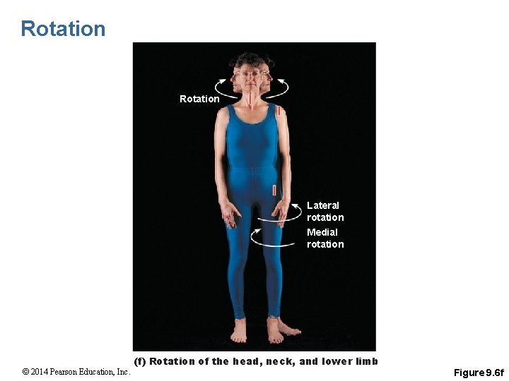Rotation Lateral rotation Medial rotation © 2014 Pearson Education, Inc. (f) Rotation of the