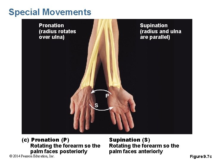 Special Movements Pronation (radius rotates over ulna) (c) Pronation (P) Rotating the forearm so