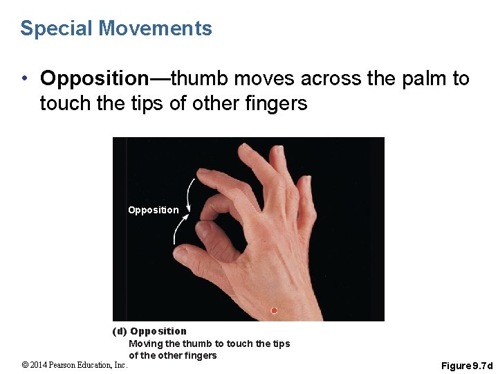 Special Movements • Opposition—thumb moves across the palm to touch the tips of other