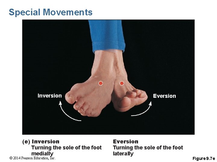 Special Movements Inversion (e) Inversion Turning the sole of the foot medially © 2014