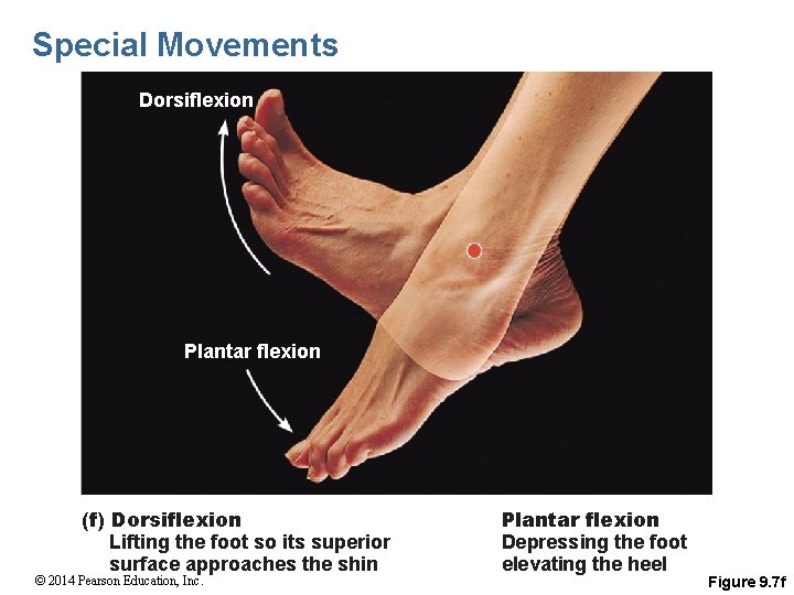 Special Movements Dorsiflexion Plantar flexion (f) Dorsiflexion Lifting the foot so its superior surface