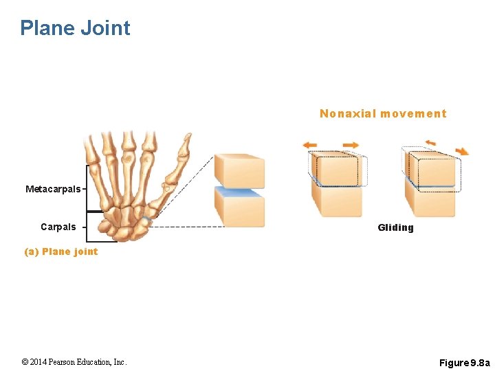 Plane Joint Nonaxial movement Metacarpals Carpals Gliding (a) Plane joint © 2014 Pearson Education,