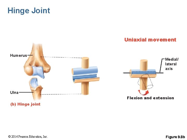 Hinge Joint Uniaxial movement Humerus Medial/ lateral axis Ulna Flexion and extension (b) Hinge