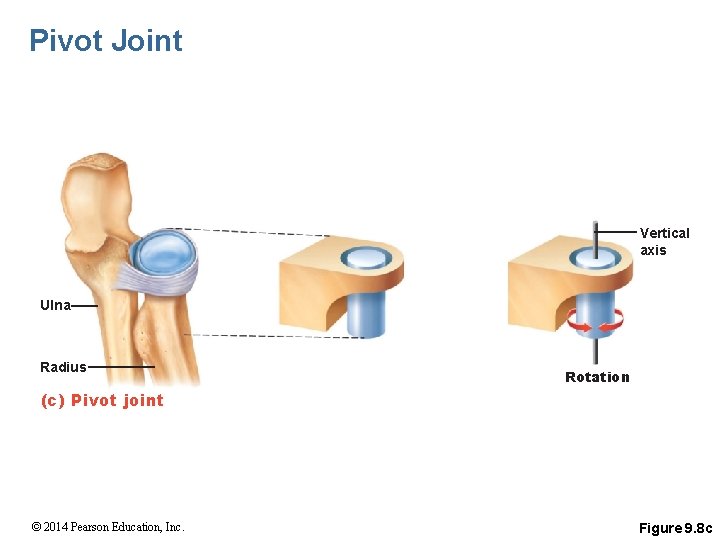 Pivot Joint Vertical axis Ulna Radius Rotation (c) Pivot joint © 2014 Pearson Education,