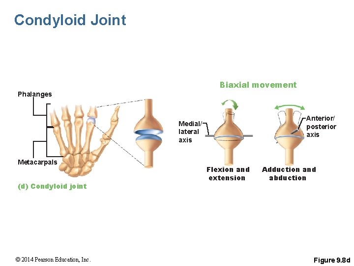 Condyloid Joint Biaxial movement Phalanges Anterior/ posterior axis Medial/ lateral axis Metacarpals (d) Condyloid