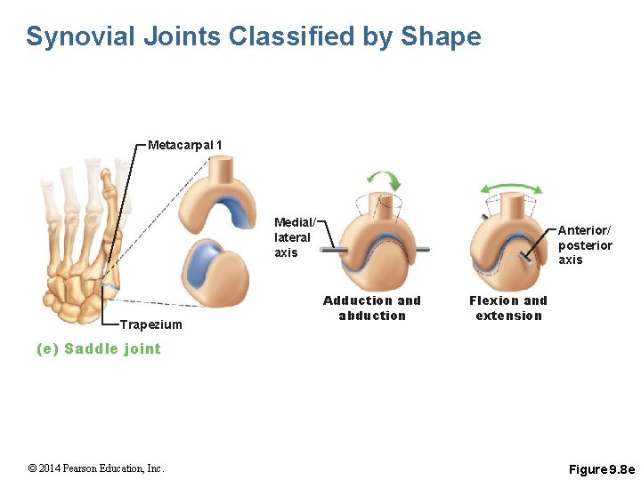 Synovial Joints Classified by Shape Metacarpal 1 Medial/ lateral axis Trapezium Anterior/ posterior axis