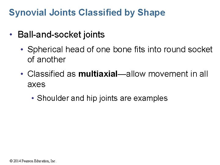 Synovial Joints Classified by Shape • Ball-and-socket joints • Spherical head of one bone