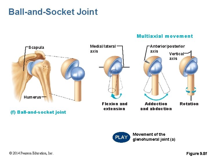 Ball-and-Socket Joint Multiaxial movement Scapula Medial/lateral axis Anterior/posterior axis Vertical axis Humerus (f) Ball-and-socket