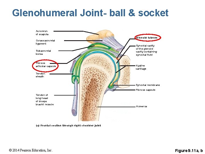 Glenohumeral Joint- ball & socket Acromion of scapula Coracoacromial ligament Subacromial bursa Fibrous articular