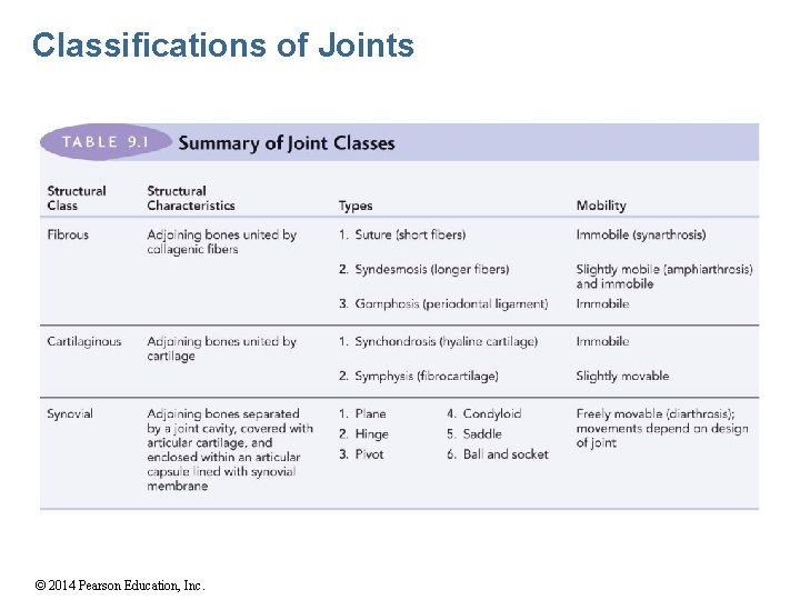 Classifications of Joints © 2014 Pearson Education, Inc. 