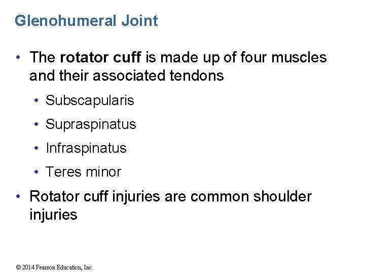 Glenohumeral Joint • The rotator cuff is made up of four muscles and their