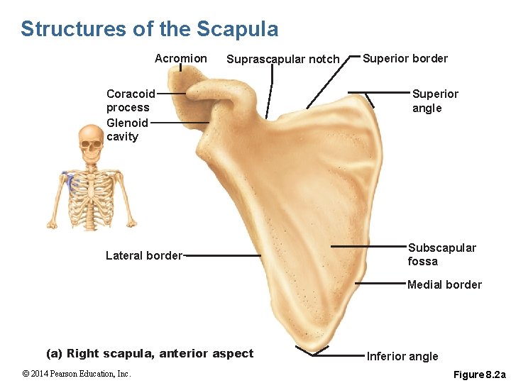 Structures of the Scapula Acromion Suprascapular notch Coracoid process Glenoid cavity Lateral border Superior